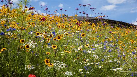 Inspiring English Wildflower Meadows You Can Visit House And Garden