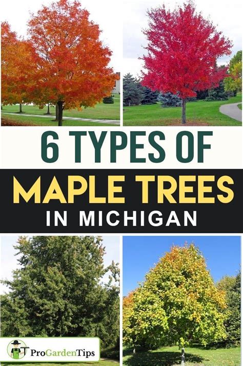 Types If Maple Trees Statspaces