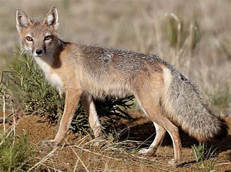 Swift Fox Nighttime Prairie Hunter Animal Pictures And Facts