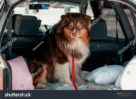 Portrait Photo Dog Breed Lassie Australian Stock Photo 1707319948