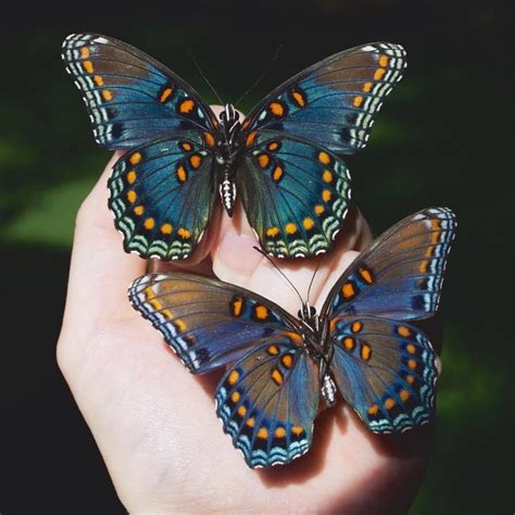 Thebutterflybabe “the Red Spotted Purple Is Common Through Out Much Of
