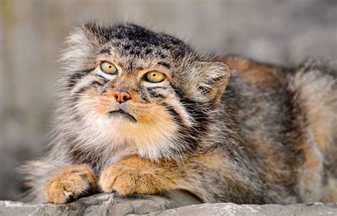 The Manul Cat Is The Most Expressive Cat In The World