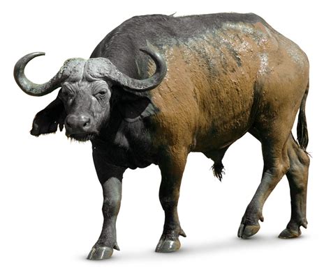 African Buffalo Facts What Do Buffalo Eat Dk Find Out