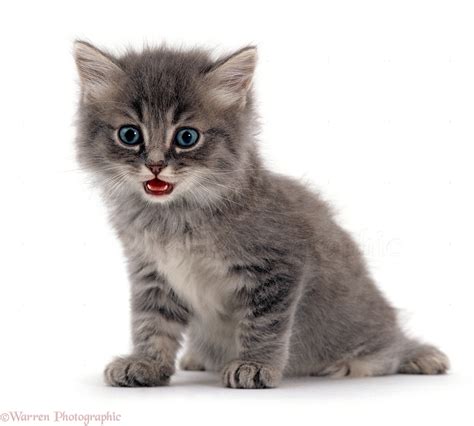 Fluffy Grey Kitten Miaowing Photo Wp15771