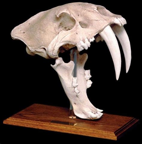 Saber Tooth Tiger Skull With Stand Tiger Skull Animal Skulls Skull