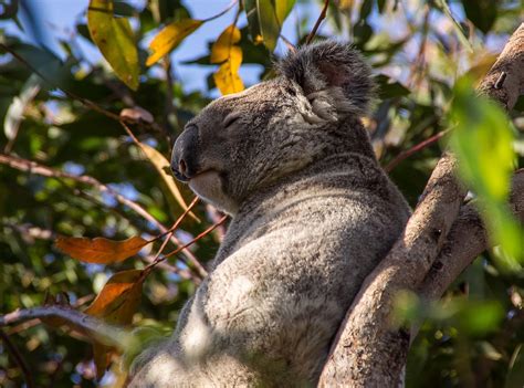 Koala Orso Australia · Foto Gratis Su Pixabay