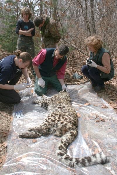 Saving The Amur Leopard The Worlds Most Endangered Big Cat