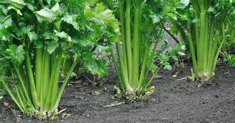 Growing Celery Grow Your Own Vegetable Garden