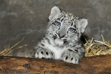 White Wolf Baby Snow Leopard Makes Its Debut At Chicago Zoo Video