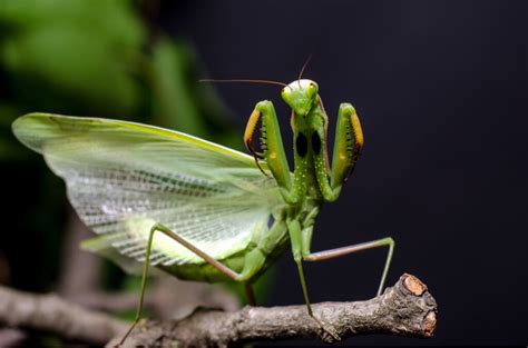 Mantis Religiosas Los Tipos Más Fascinantes Mis Animales