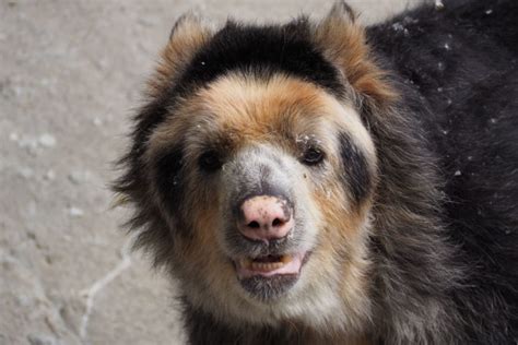 Spectacled Bear Information Pictures Facts And Video