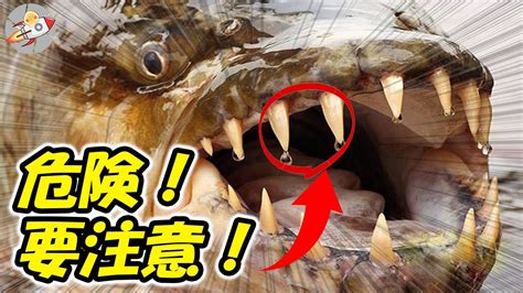 世界の最も危険な魚7選こいつらは要注意！ Youtube