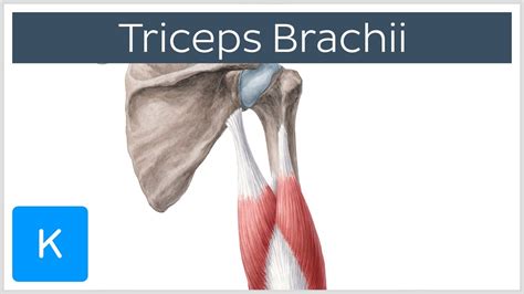 Anatomy Of Triceps Muscle Anatomy Diagram Source