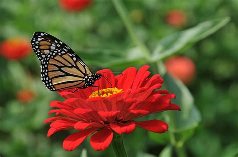 Monarch Butterfly On Zinnia Photograph By Bonnie Sue Rauch Pixels