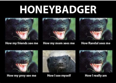 Honey Badger Honey Badger Humor Honey Badger Funny