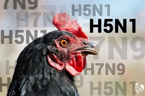 To do this, the bird flu viruses must undergo further genetic alterations and borrow cell surface receptors from a human influenza strain. Bird flu: what is it and how can you protect your chickens?