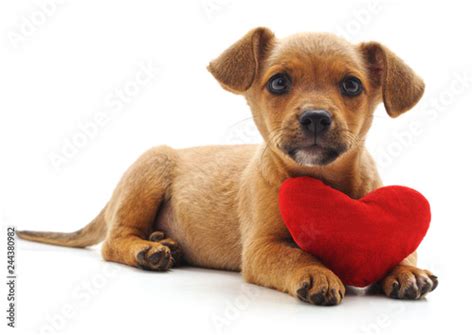 Puppy With Heart Photo Libre De Droits Sur La Banque Dimages