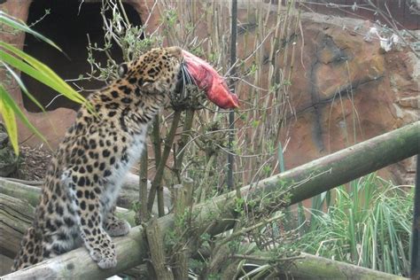 Bbc In Pictures Leopard Enclosure Opens At Colchester Zoo