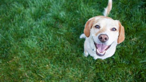 Study Reveals Scientific Reason Your Dog Is Happy To See You Abc7 New