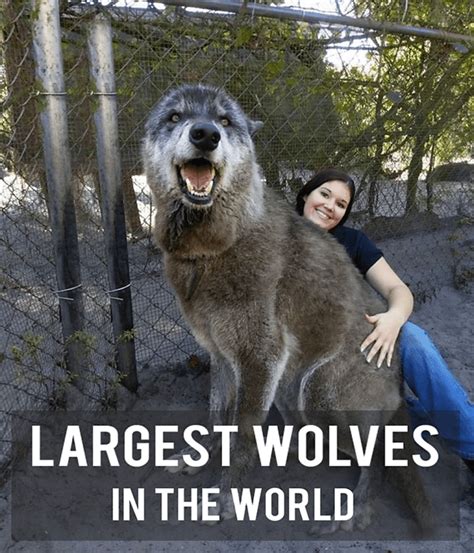 The 11 Largest Wolves In The World Hubpages