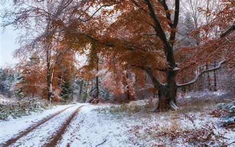 Forest Autumn Viewes Way Trees Snow For Desktop Wallpapers