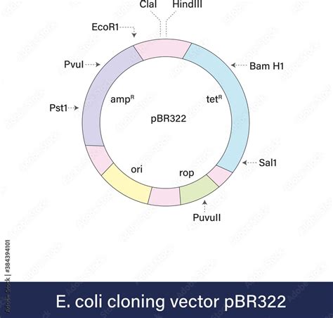 Plasmid Vector