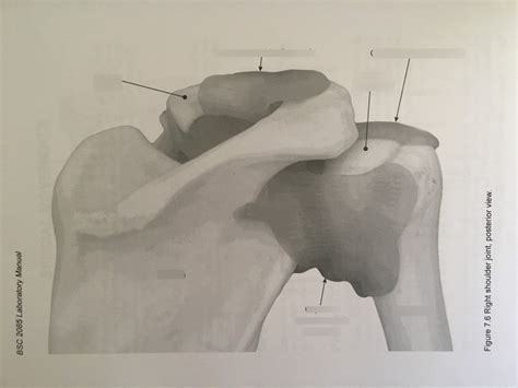 Shoulder Joints Posterior View Diagram Quizlet