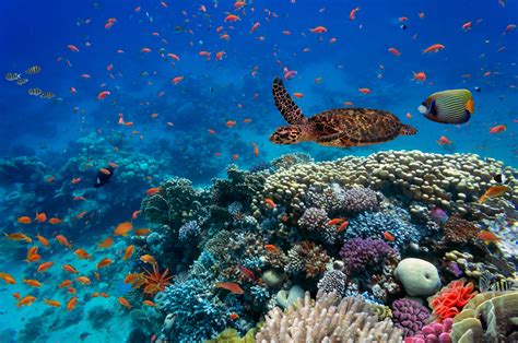 Rising Oceans Temperatures Threaten Global Biodiversity