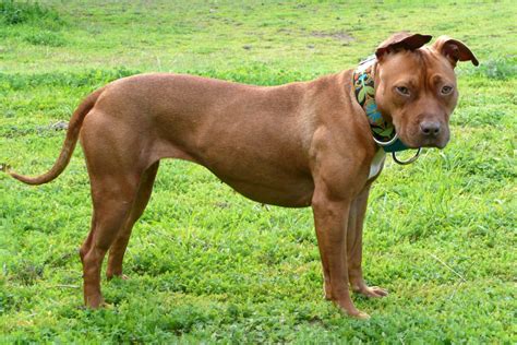 American Pitbull Terrier 】 Temperamento Y Personalidad