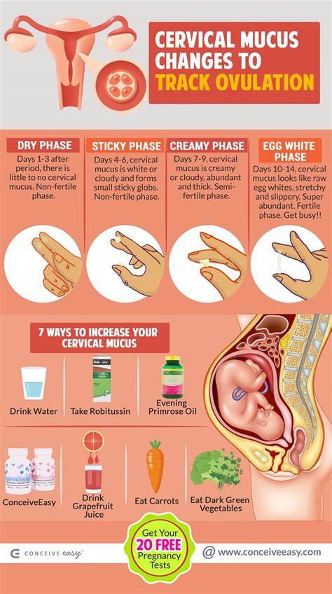 How To Improve Cervical Mucus 8 Ways
