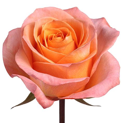 Peach Roses Wholesale Roses Coral Reef Roses