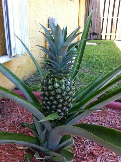 I Am Growing My First Pineapple Plant In South Florida Its A Nice