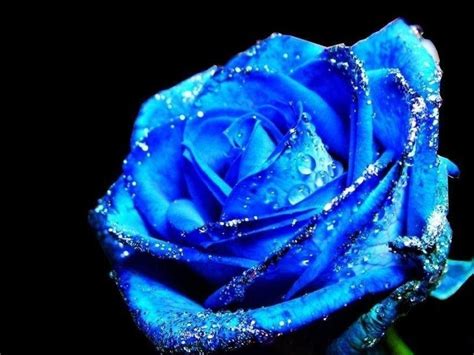 Blue And White Rose Wallpapers Top Free Blue And White Rose