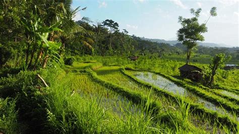 The Most Beautiful Rice Fields In Bali