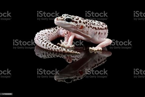 Fattailed Geckos Isolated On Black Background Stock Photo Download