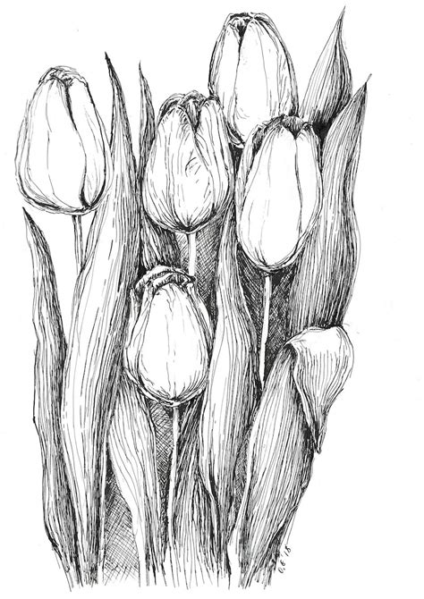 Tulips Sketch Pen And Ink Art Original Sketches Black And Etsy