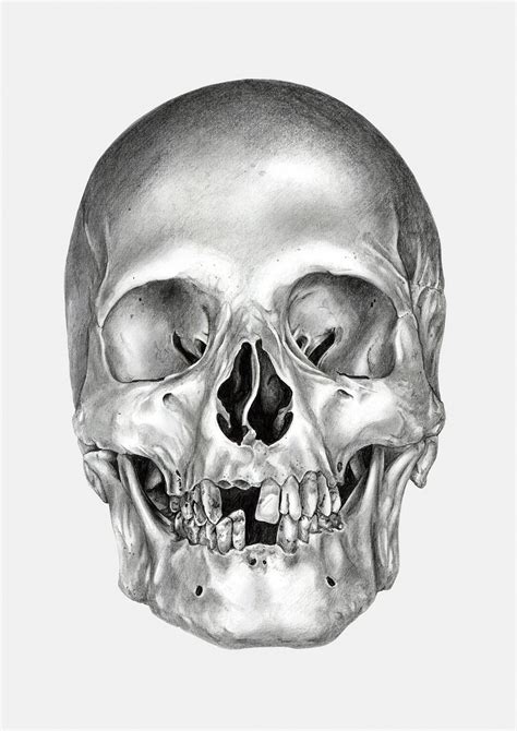Free Skull Drawing Download Free Skull Drawing Png Images Free