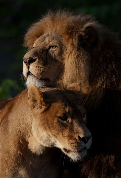 In Love Lion Couple Animals Beautiful Lion Pictures