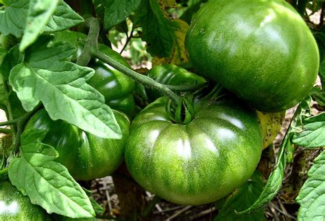 Ripening Green Tomatoes Gardening Tips