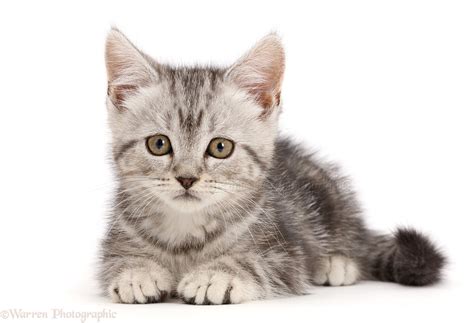 Silver Tabby Kitten 10 Weeks Old Photo Wp44735