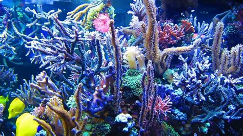 Dormero July 2016 Hotel Reef Aquarium Kyranyca Youtube