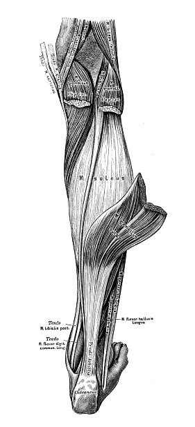 Human Anatomy Scientific Illustrations Leg Muscle Stock Illustration