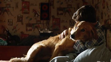What he doesn't know is that the truck is filled with illegal weapons and now he must fight to survive and save his family. A Dog's Purpose (2017): Movie review by Vicky Roach