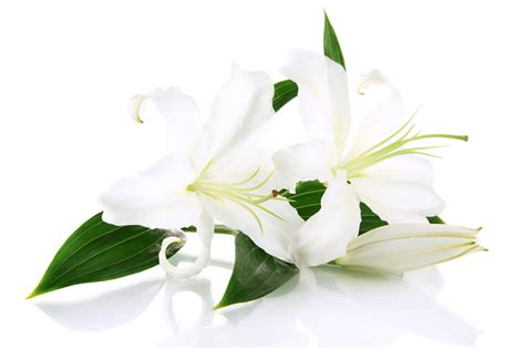 Oriental Lilies White