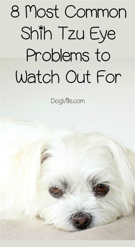8 Most Common Shih Tzu Eye Problems To Watch Out For Eyes Problems