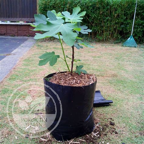 Pokok tin atau nama saintifik ficus carica merupakan sejenis buah daripada keluarga moraceae. Pokok Tin Teman: Proses Pemindahan Anak pokok Tin