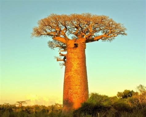 8 facts about baobab trees fact file