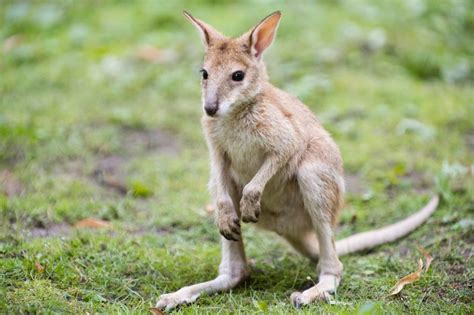 Kangaroo Farts Not As Environmentally Friendly As Previously Thought