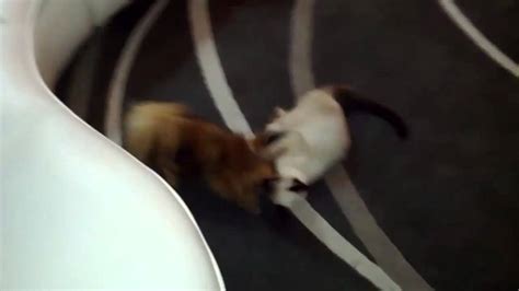 Cat Vs Dog Fight 1v1 Youtube