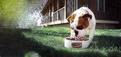 But the proper nutrition can check the issues of shedding in your furry friend. Best Dog Food for Shedding 2021 Top Dogs Food for Less ...